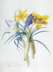 Study of Four Species of Crocus